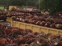 Harga CPO Melejit, Bos Sawit Merdeka di Agustus Harga CPO Melejit, Bos Sawit Merdeka di Agustus