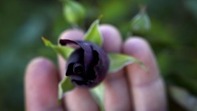 FOTO: Manis Cuan Mawar Hitam Turki