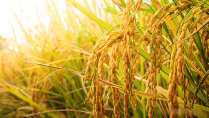 Indonesia dinilai berhasil dalam meningkatkan produksi pangan nasional.