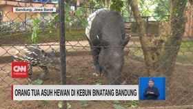 VIDEO: Orang Tua Asuh Hewan Di Kebun Binatang Bandung