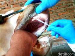 Pasar Hewan Tasik Tolak Sapi-Kerbau Tanpa Sertifikat dari Luar Daerah