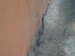 SDN 68 Parepare Kembali Diteror Ular, Diduga Anak King Cobra