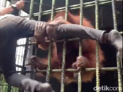 Demi Konten di Kebun Binatang, Pria Ini Malah Ditarik Orangutan