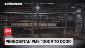 VIDEO: Wabah PMK Masih Menyebar