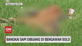VIDEO: Bangkai Sapi Dibuang di Bengawan Solo