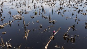 FOTO: Kisah Marigi Cari Nafkah di Hutan di Nigeria yang Kian Botak