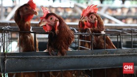 Peternak Ayam Demo di Jatim Gegara Pasar Direbut