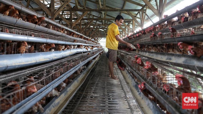 Harga telur ayam dipatok rata-rata Rp30.850 per kg, sedangkan harga daging ayam dipatok Rp35.350 per kg. Harganya terpaut hanya Rp5.000.