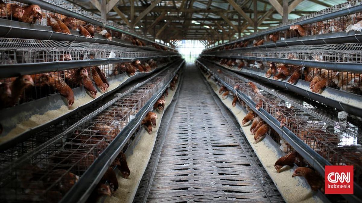 Pabrik Peternakan Ayam Rp20 T Bakal 'Groundbreaking' 28 Februari