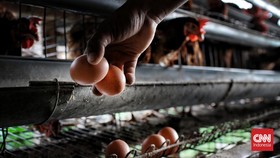 FOTO: Harga Telur Ayam Bikin Dompet Boncos Tembus Rp30 Ribu per Kg