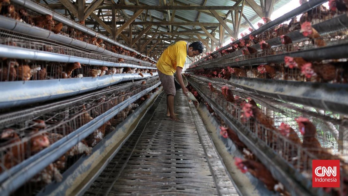 FOTO: Harga Telur Ayam Bikin Dompet Boncos Tembus Rp30 Ribu per Kg