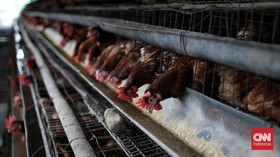 Menteri Pertanian Lepas Ekspor 50 Ton Ayam ke Singapura