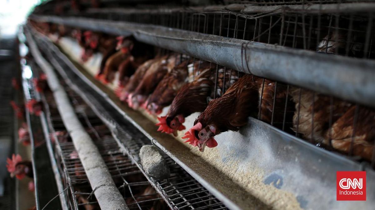 Kementan Buka Suara Soal Saudi Larang Impor Ayam dan Telur dari RI