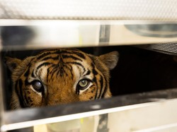 Tentang Harimau yang Hidup di Indonesia, 2 di Antaranya Sudah Punah