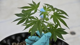 Anggota DPR Ingatkan Tak Boleh Konservatif soal Legalisasi Ganja Medis
