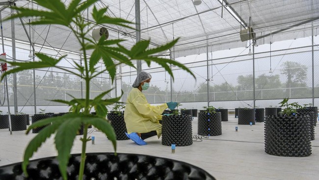 MUI menyebut legalisasi ganja untuk medis perlu kajian mendalam secara kesehatan dan aturan agama. Sementara BNN menutup pintu legalisasi ganja medis.