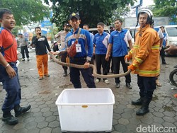 Jabar Hari Ini: Heboh Ular Kobra hingga Update Piala Presiden di GBLA