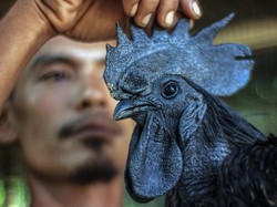 Ini 10 Burung Termahal di Dunia, Harganya Ada yang Capai Miliaran