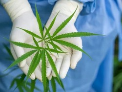 Rakyat Thailand Bisa Tanam Ganja di Rumah Mulai 9 Juni