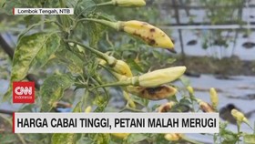 VIDEO: Harga Cabai Tinggi, Petani Malah Merugi