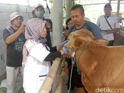 Penyakit Mulut dan Kuku di Cirebon Terus Bertambah