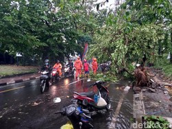 Angin Kencang Landa Jogja Sore Ini, Sejumlah Pohon Tumbang