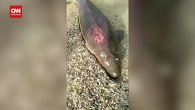 VIDEO: Dugong Penuh Luka Terdampar di Pantai Thailand