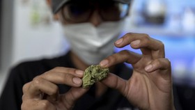 Pemerintah Bakal Kaji Legalitas Ganja untuk Kepentingan Medis
