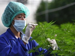 Ganja Bukan Lagi Narkoba di Thailand, Warga Boleh Menanam di Rumah untuk Masakan dan Obat