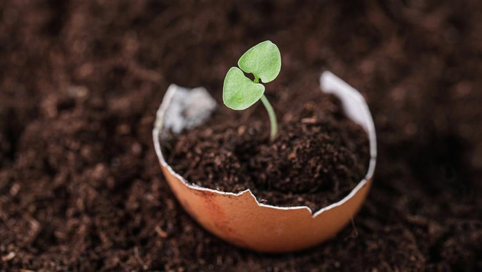 Growing plants. Young plants growing in egg shell on ground background. Home gardening Natural Fertilizer. Gardening concept
