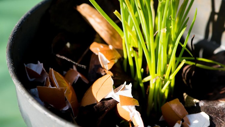 Ilustrasi Manfaat Kulit Telur untuk Tanaman Recycling - Crushed eggs shells around plants as natural garden organic fertilizer at home