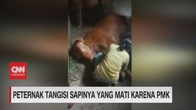 VIDEO: Peternak Tangisi Sapinya Yang Mati Karena PMK
