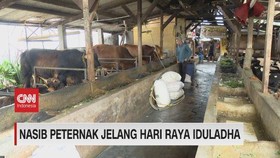 VIDEO: Nasib Peternak Jelang Hari Raya Iduladha