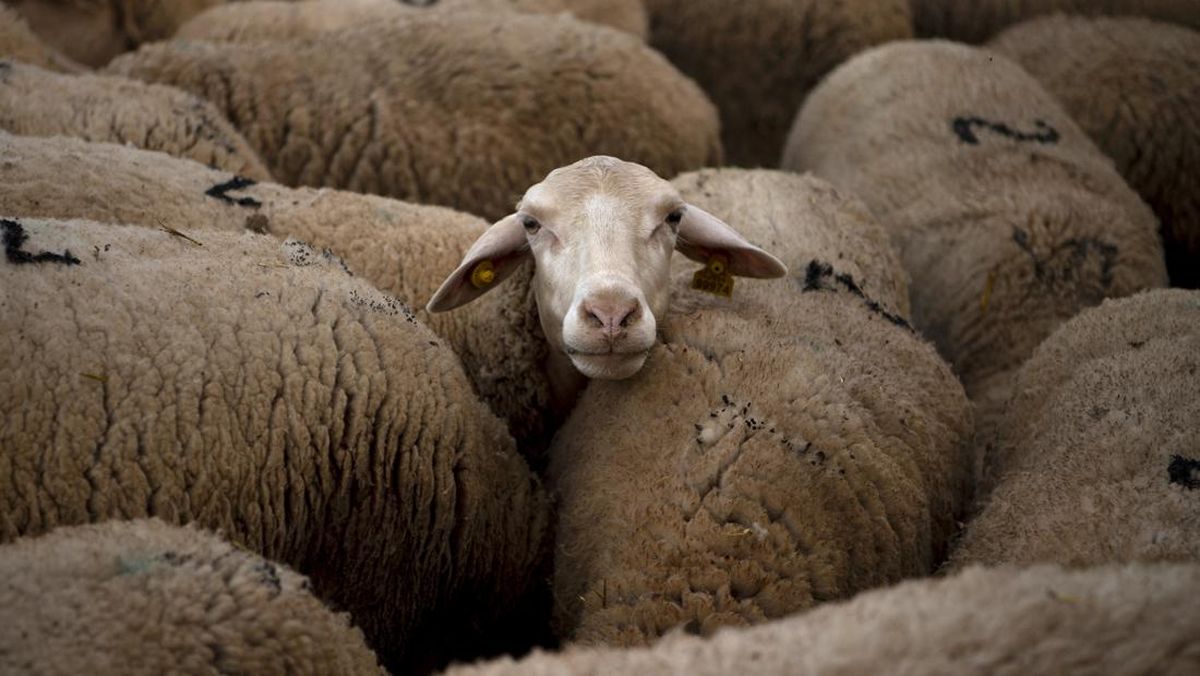 Rating Sempurna Host Airbnb Rusak Gara-gara Ulasan Konyol Suara Domba