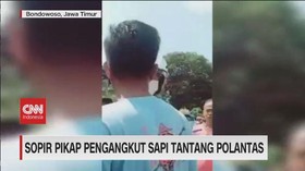 VIDEO: Sopir Pikap Pengangkut Sapi Tantang Polantas