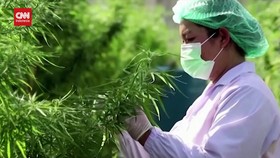 Menkes Buka Akses Penelitian soal Legalisasi Ganja untuk Medis