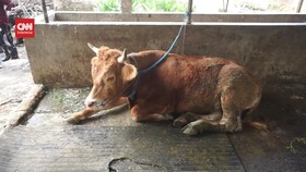VIDEO: 2.395 Sapi di Jombang Terjangkit PMK, Puluhan Lain Mati