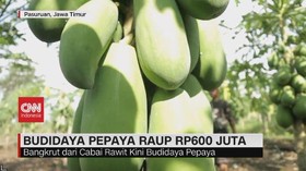 VIDEO: Budidaya Pepaya California dan Thailand Raup 600 Juta Setahun