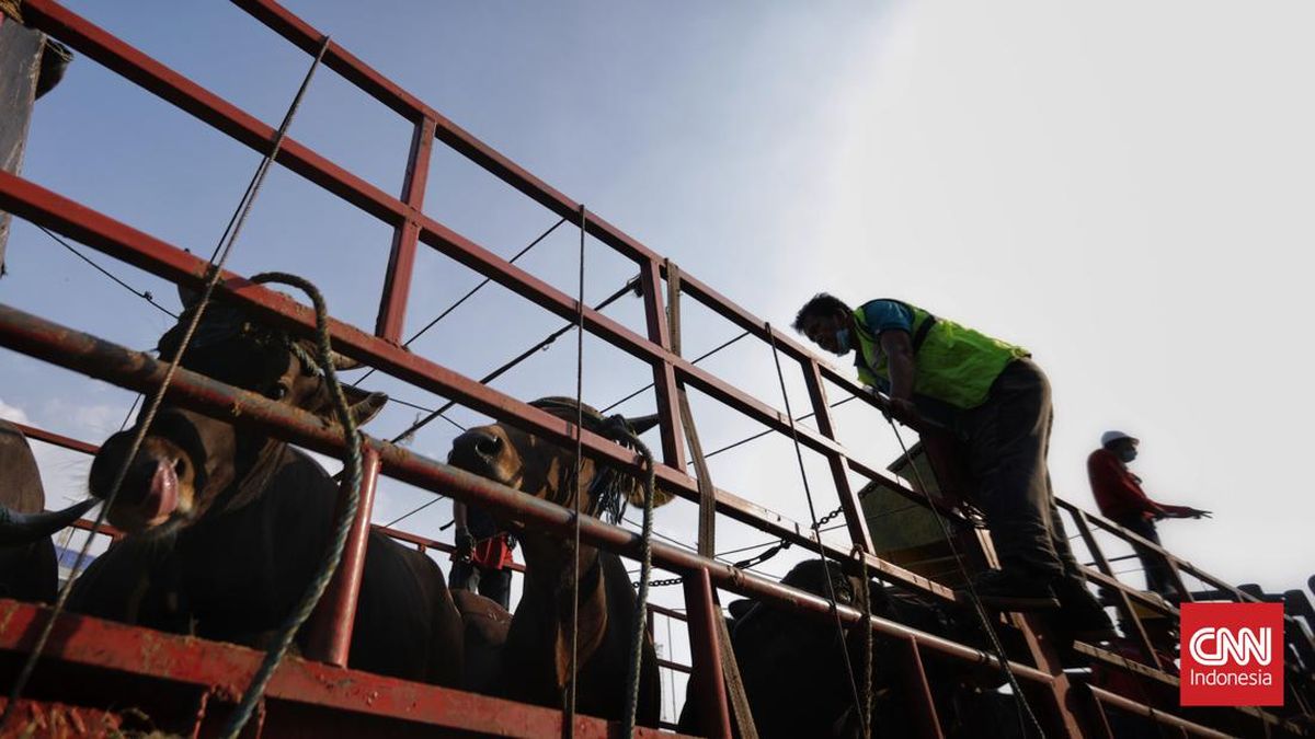 Demo Ratusan Jagal Bawa Sapi Geruduk DPRD, Tuntut Walkot Surabaya
