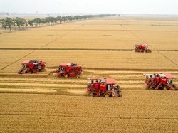 Ladang Gandum Siap Panen Terbakar, Ukraina Tuding Dipicu Roket Rusia