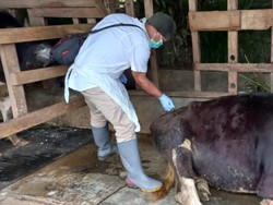 Jelang Idul Adha, Pemkab Garut Bentuk Satgas Cegah Wabah PMK