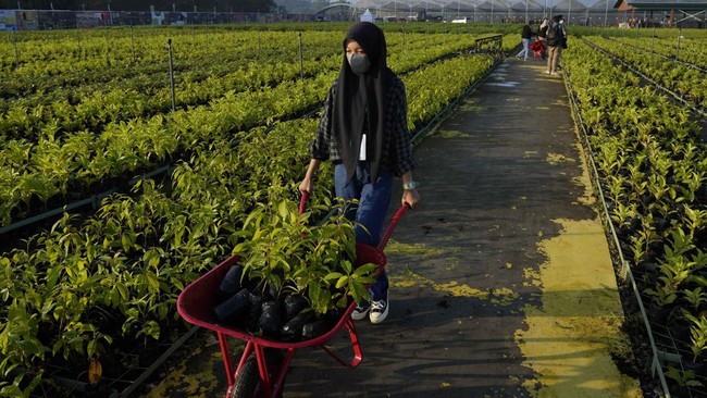 FOTO: Menilik Persemaian Bibit Tanaman di Rumpin Bogor