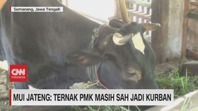 VIDEO: MUI Jateng: Ternak PMK Masih Sah Jadi Kurban