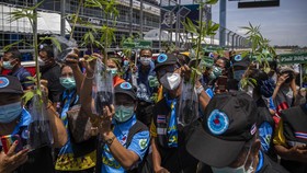 Ganja Legal di Thailand, Tapi Tak Boleh untuk Bersenang-senang
