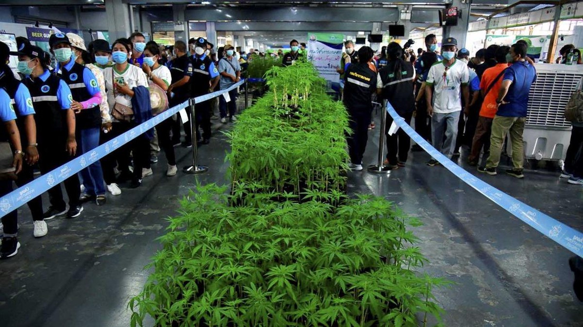 FOTO: Legal, Thailand Mulai Bagi-bagi Ganja Gratis