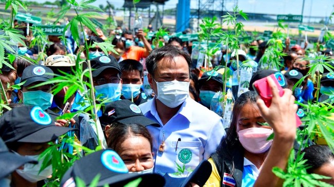 Menteri Kesehatan Masyarakat Thailand, Anutin Charnvirakul, membantah laporan yang menyebutkan satu orang meninggal karena overdosis ganja.