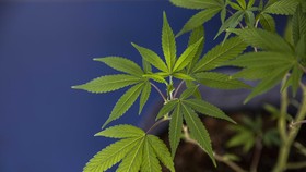 LGN Dukung DPR Buat Kajian Legalisasi Ganja untuk Medis