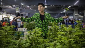 FOTO: Legal, Thailand Mulai Bagi-bagi Ganja Gratis