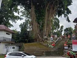Heboh, Bule Panjat Pohon Beringin di Pura Dalem Desa Adat Kelaci Kelod