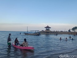 Hati-hati Main ke Pantai Sanur Bali, karena Muncul Ubur-ubur Beracun